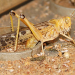 Screening and assessment of suitability of non-food crop diet(s) for mass rearing of desert locusts